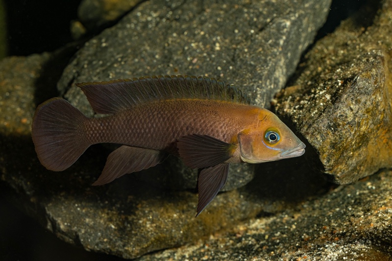 Neolamprologus sp. aff. 'pectoralis' Kiku